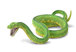 The green tree python is a bright green snake that can reach a total length (including tail) of 6.6 ft and a weight of 3.5 lb, with females slightly larger and heavier than males. It is characterized by a slim body, and its relatively long tail accounts f